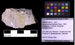 Foto (Objekt + Etiketten) von Goniodromites bidentatus (Reuss, 1859) (NHMW-GEO-1990-0041-0014)